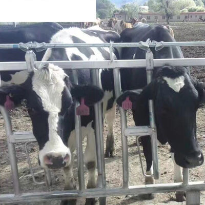 Apparecchiature per l'allevamento di bestiame su misura per l'allevamento di bovini lattiero-caseari, ovini, cavalli, pollame e pollame