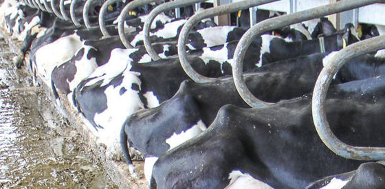 Apparecchiature per l'allevamento di bovini Metallo Fuso Ferro e Acciaio Inossidabile Saldato per Risultati Rapidi