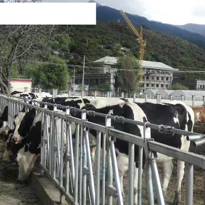 Finitura OEM attrezzature per allevamenti lattiero-caseari aumentare il tempo di deposizione con stalle per bovini senza una sola mucca