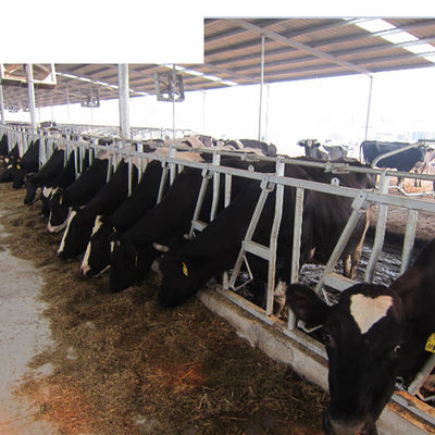 Finitura OEM attrezzature per allevamenti lattiero-caseari aumentare il tempo di deposizione con stalle per bovini senza una sola mucca
